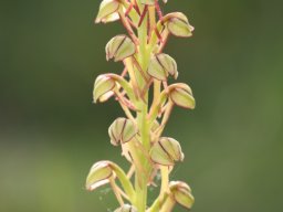 Orchis_antropophora